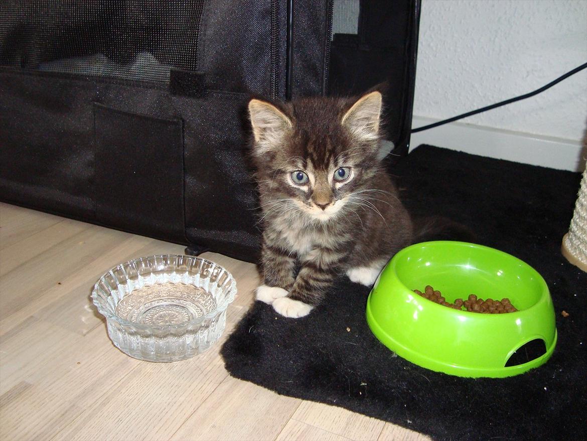 Blanding af racer McQueen (tidl. kat) - McQueen 8 uger og lige ankommet til sit nye hjem billede 2