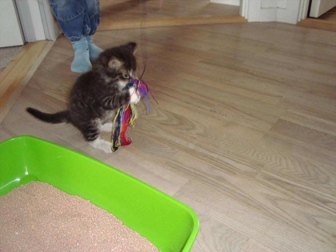 Blanding af racer McQueen (tidl. kat) - McQueen 8 uger samme dag han kom til os billede 3