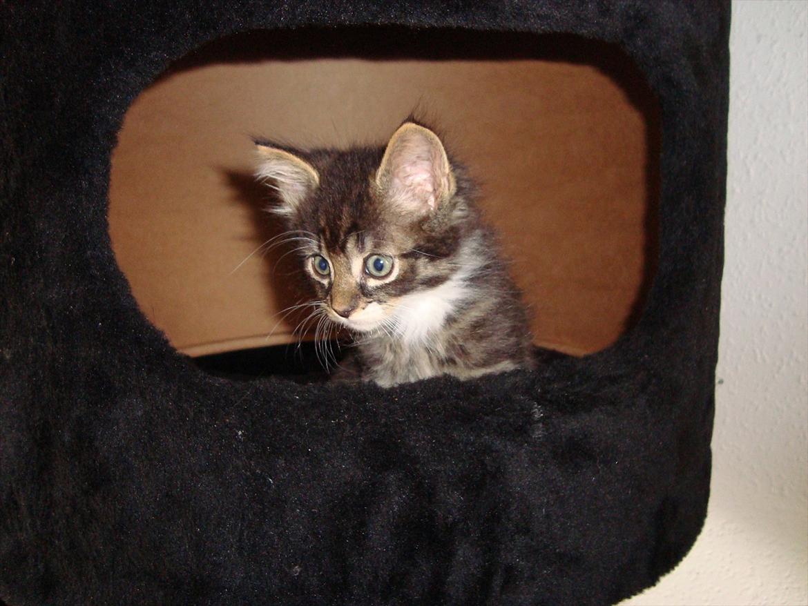 Blanding af racer McQueen (tidl. kat) - Vidst nok 9 uger gammel billede 4