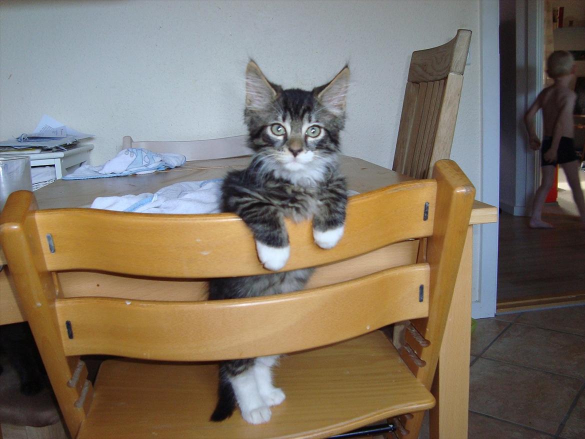 Blanding af racer McQueen (tidl. kat) - 11 uger billede 5