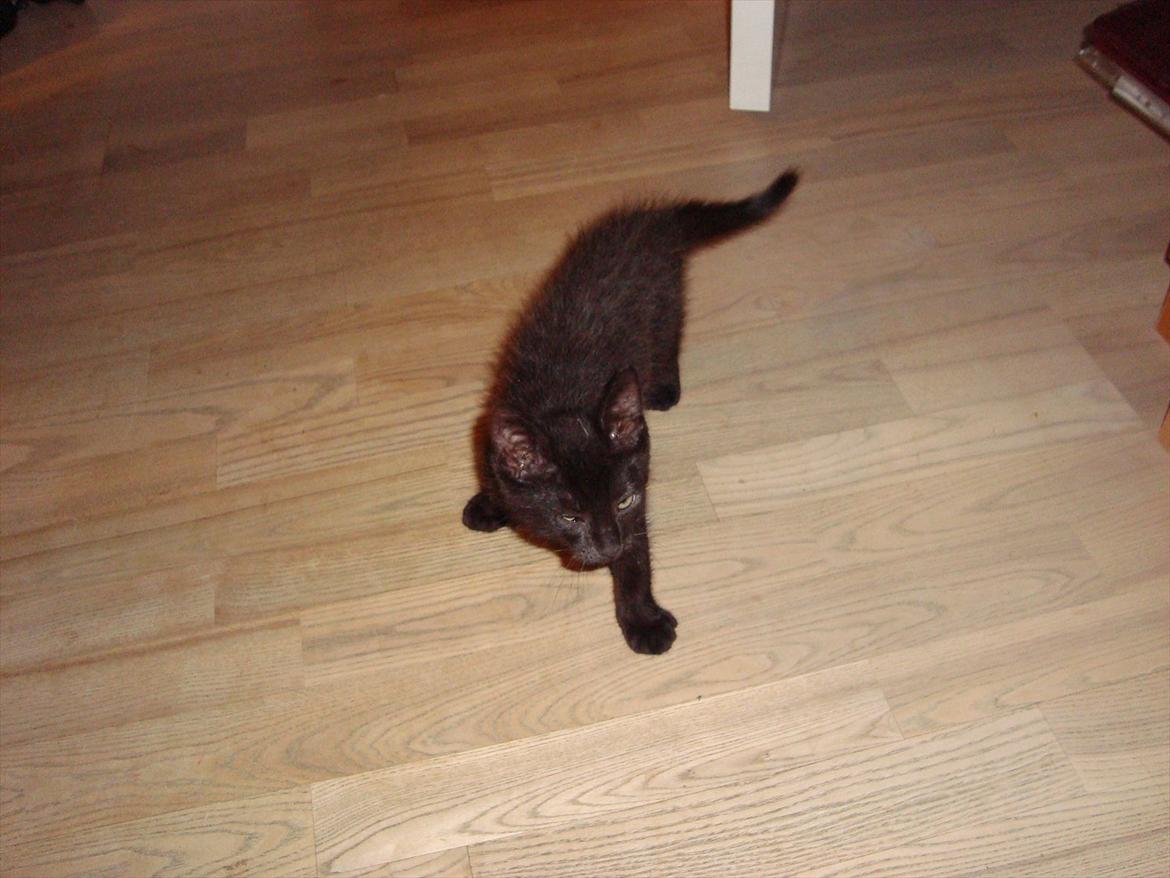 Huskat Mickey - Mickey 11 uger gammel billede 1