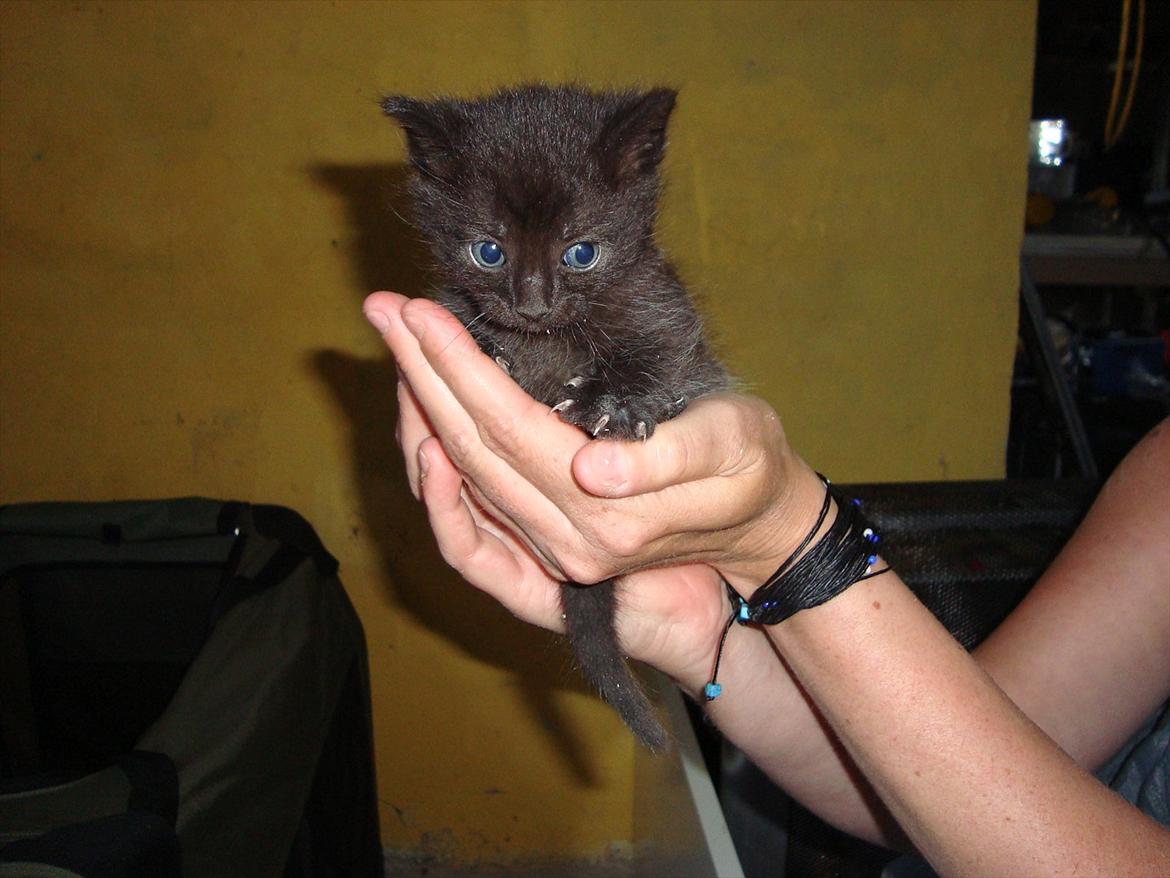 Huskat Mickey - Mickey 4 uger gammel og stadig "hjemmeboende" billede 2