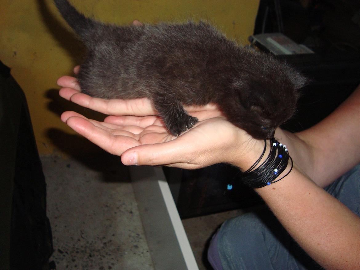 Huskat Mickey - 4 uger gammel billede 3