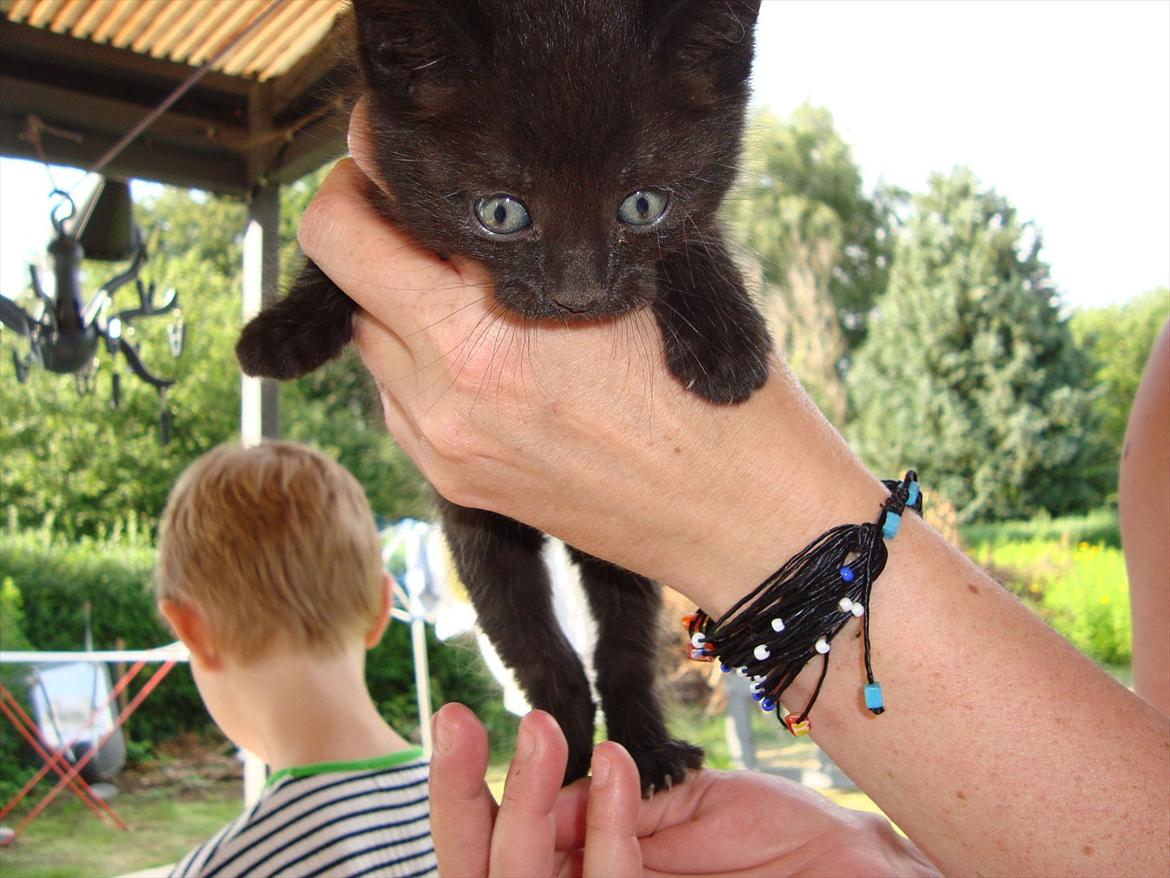 Huskat Mickey - 6 uger gammel og "hjemmeboende" billede 4