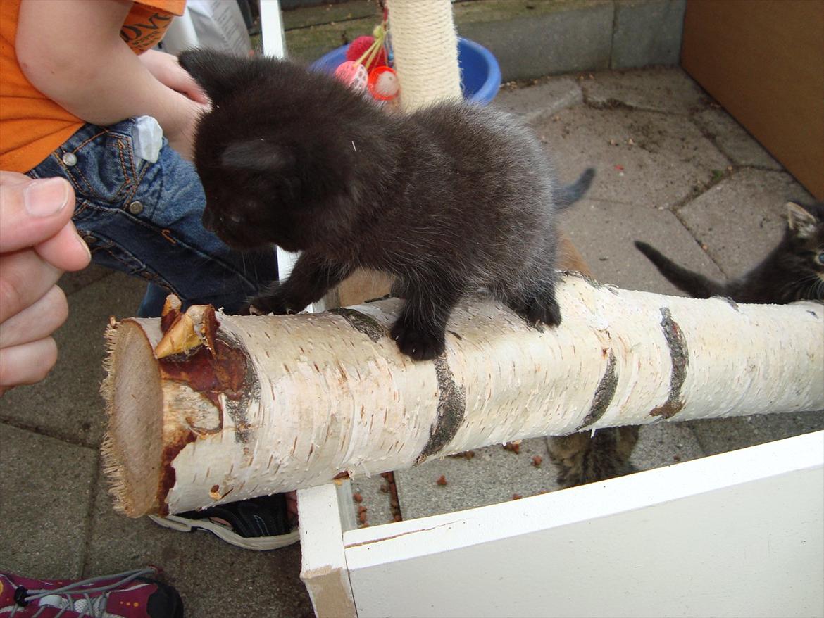 Huskat Mickey - 6 uger billede 5