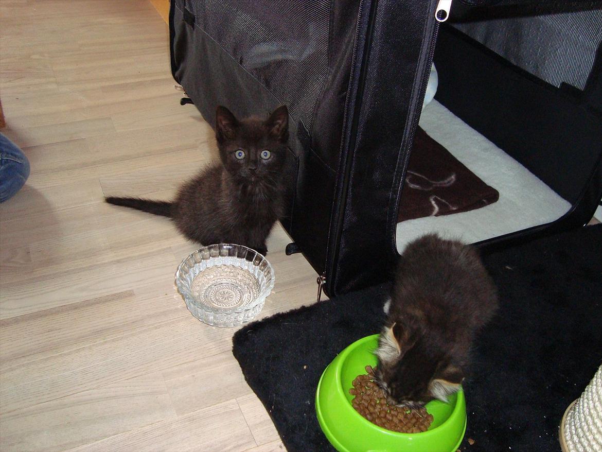 Huskat Mickey - 8 uger og lige ankommet til sit nye hjem billede 6
