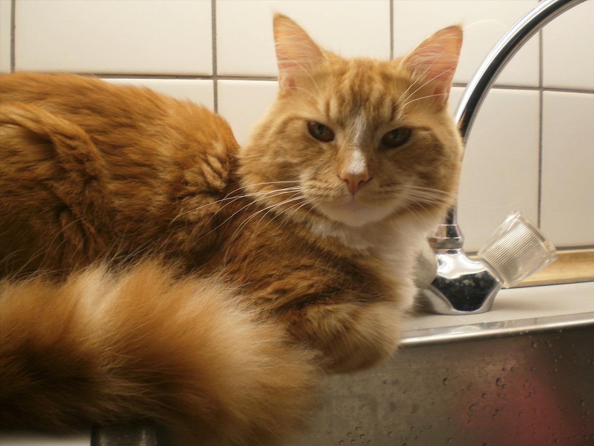 Blanding af racer Tumle billede 6