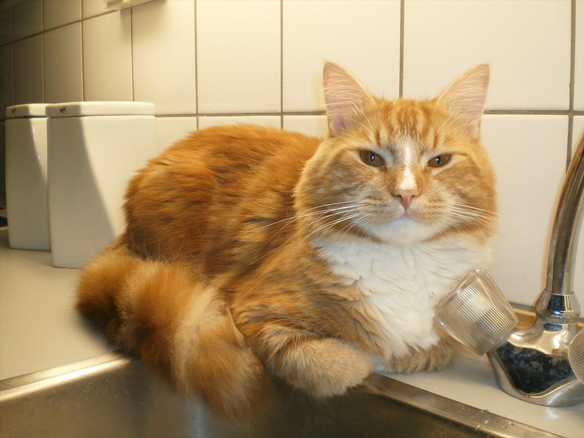 Blanding af racer Tumle billede 1