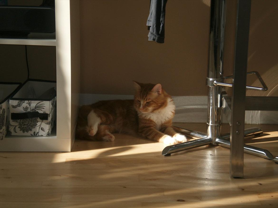 Blanding af racer Tumle billede 10