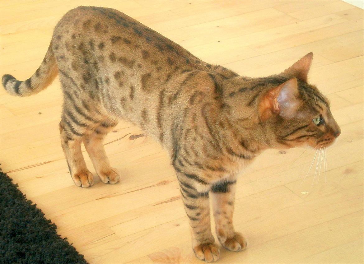 Bengal Kaiser billede 6