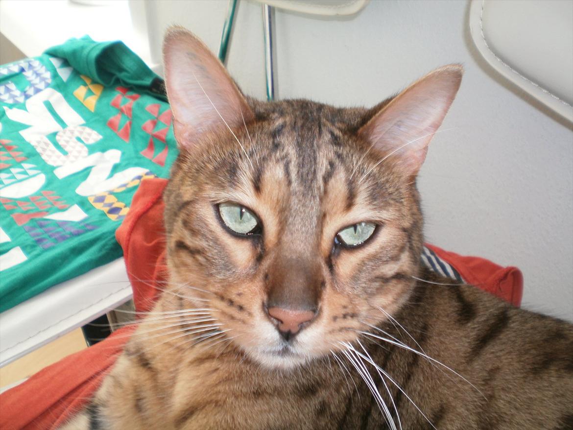 Bengal Kaiser billede 7