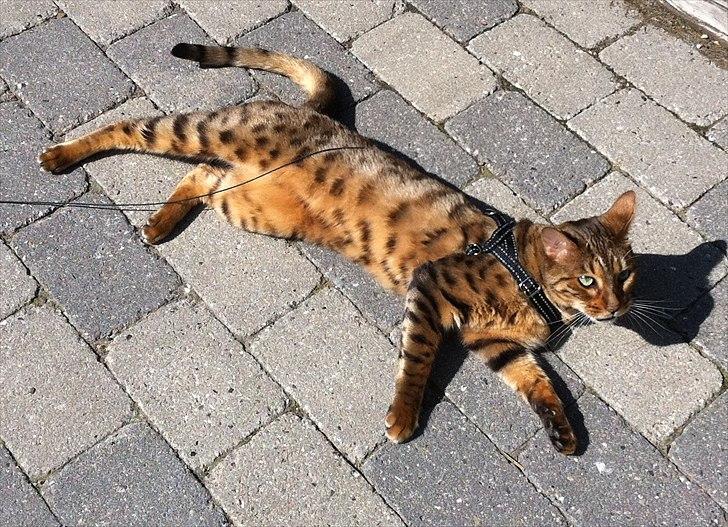 Bengal Kaiser billede 8