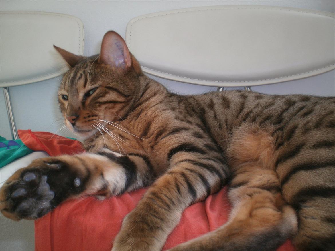 Bengal Kaiser billede 9