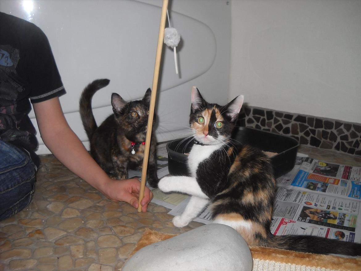 Blanding af racer Molly - Molly og hendes søster billede 2