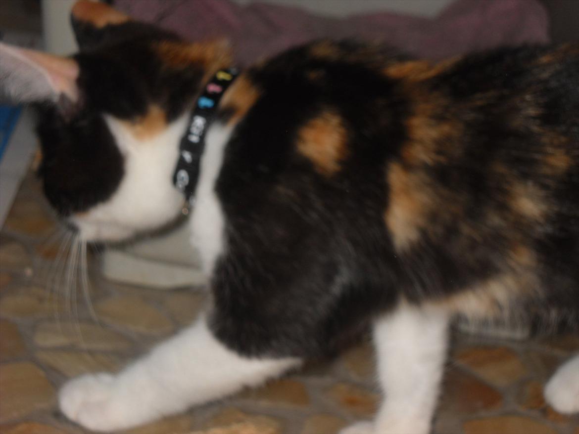 Blanding af racer Molly billede 3