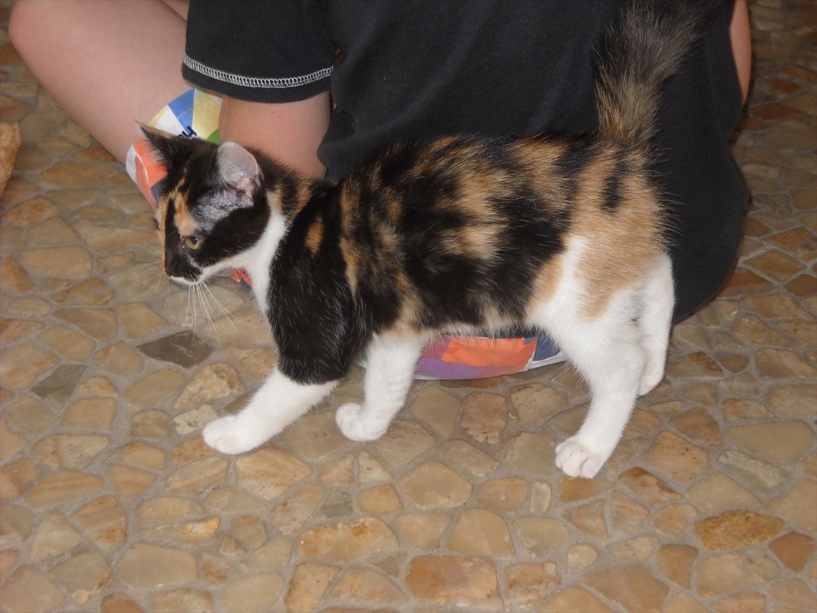 Blanding af racer Molly billede 4