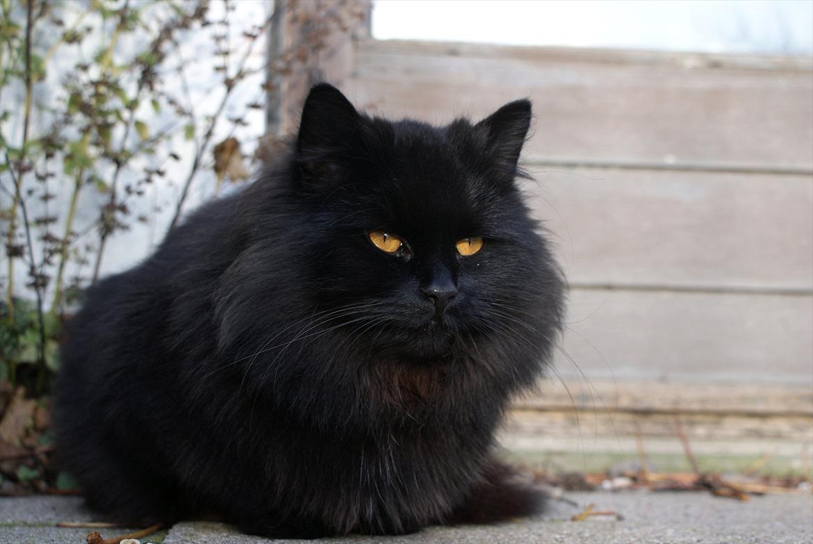 Blanding af racer Mille - Mille cirka 2 år (-:
Hun er jo voksen nu :-) Stadig i live og en rigtig glad lille kat!:-D  billede 20