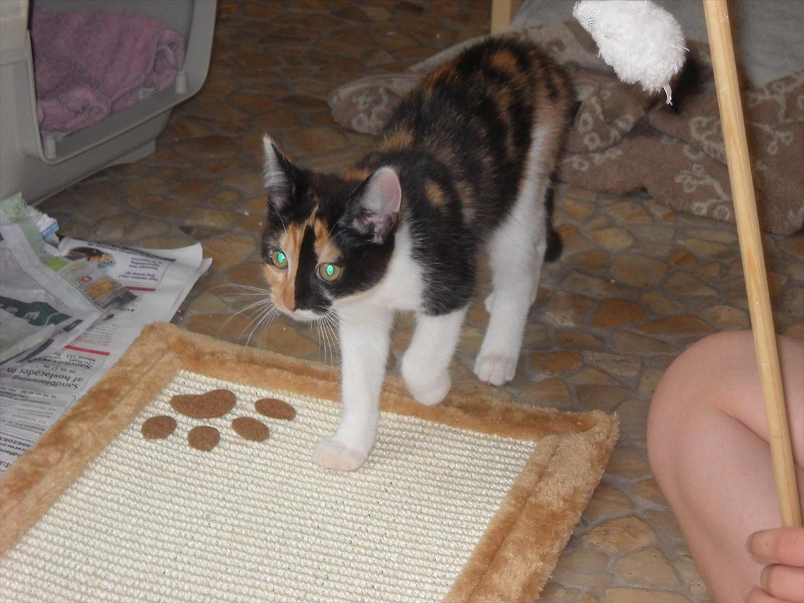 Blanding af racer Molly billede 5