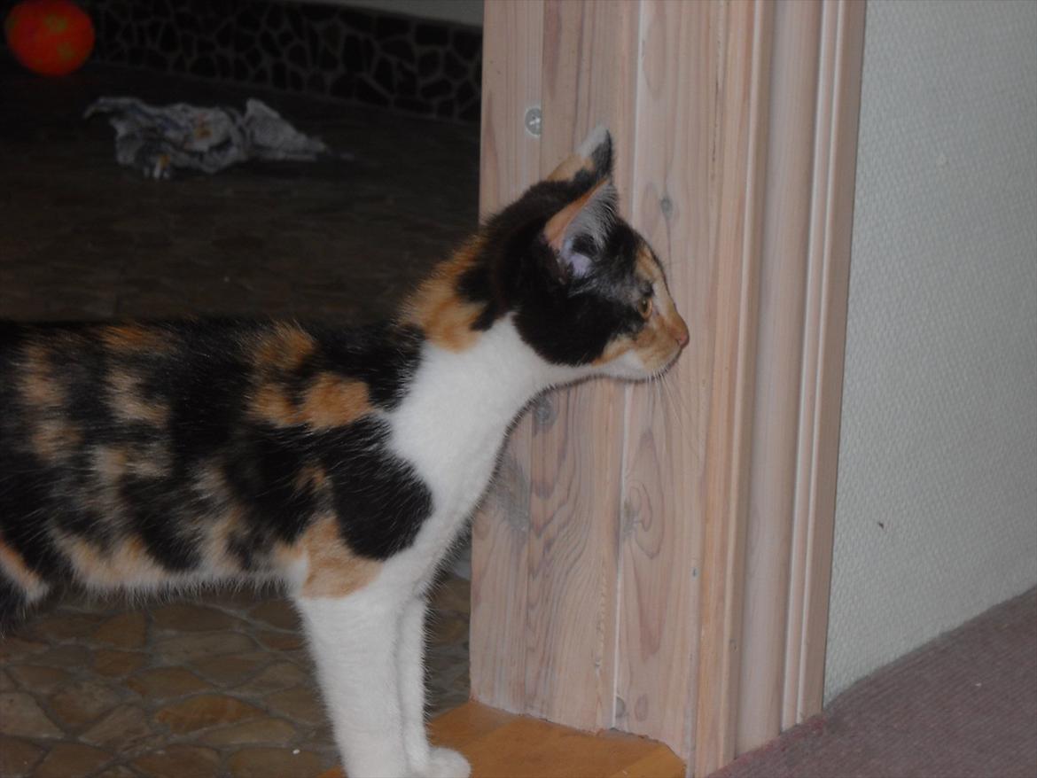 Blanding af racer Molly billede 6