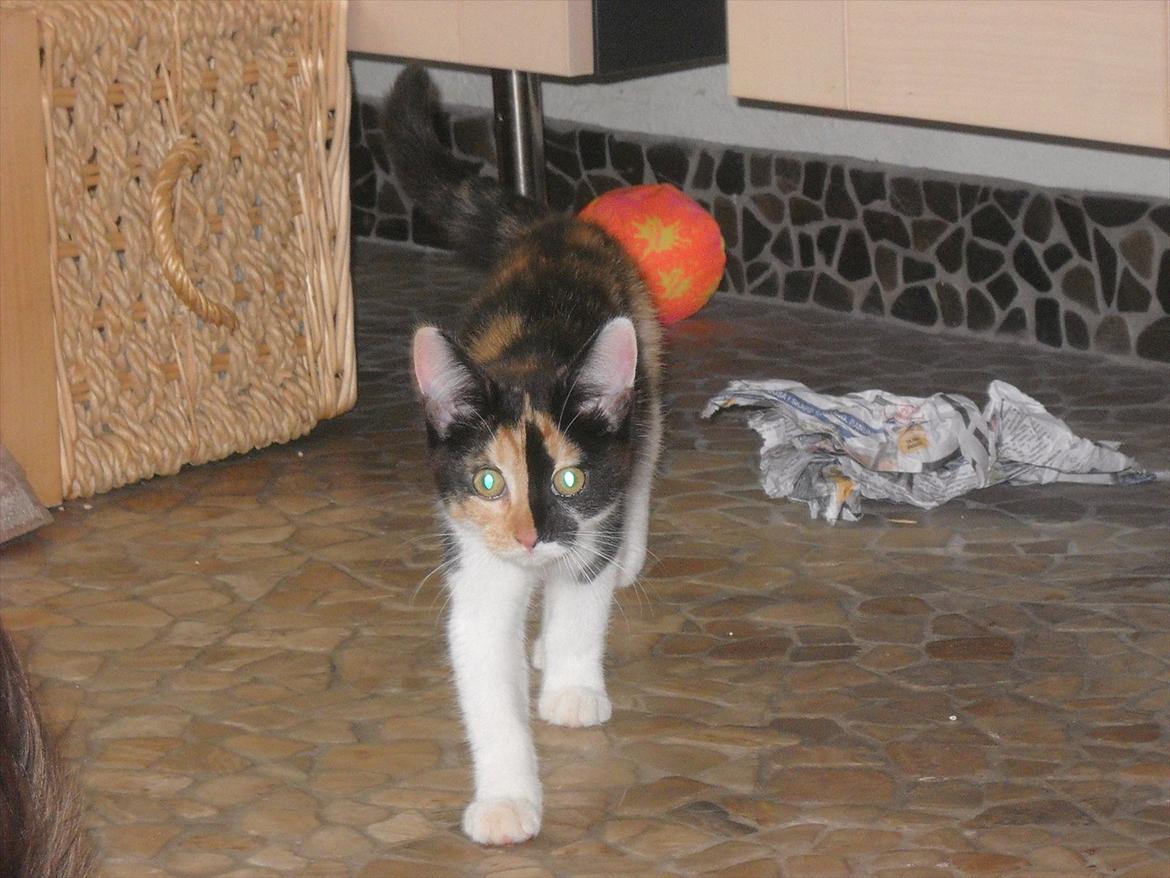 Blanding af racer Molly billede 7