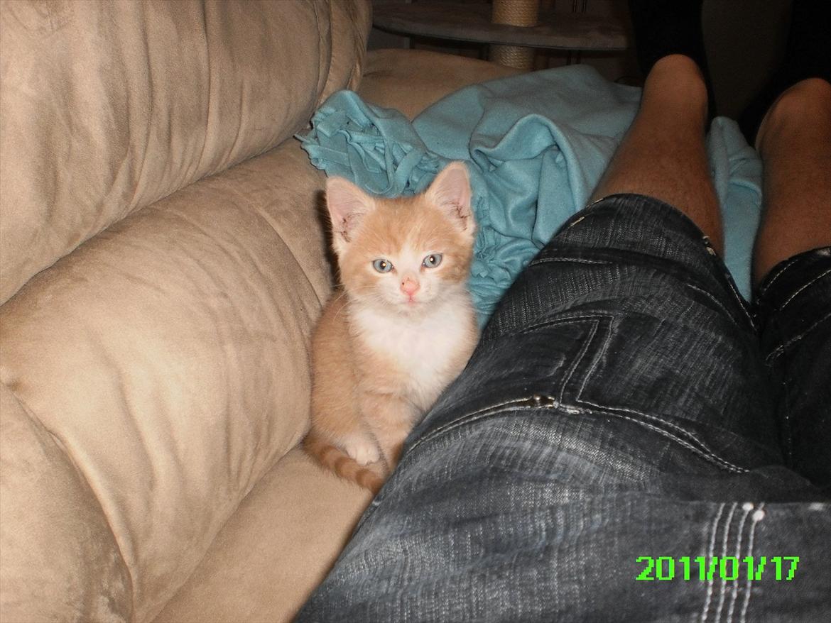 Huskat Felix billede 9