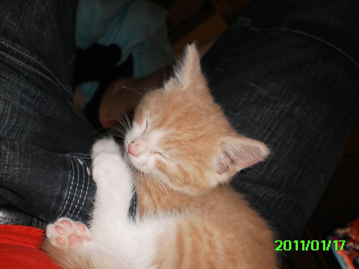 Huskat Felix billede 10