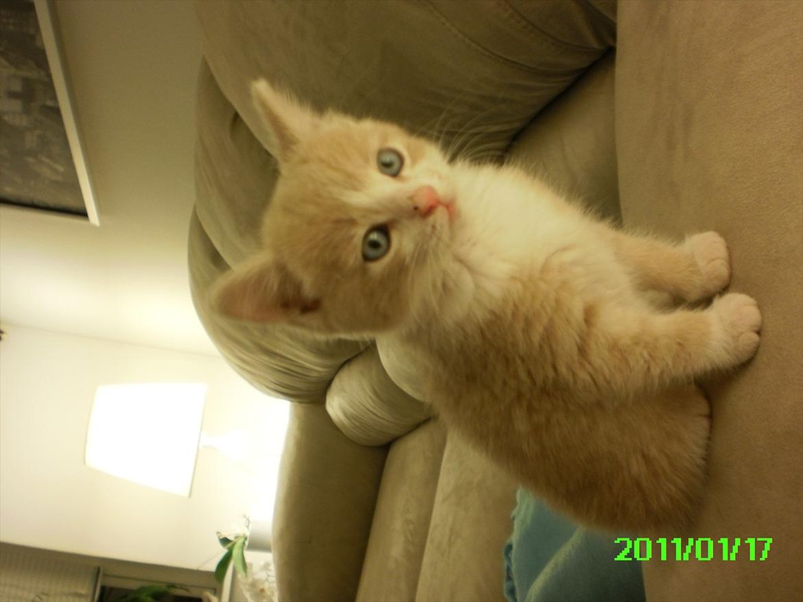 Huskat Felix billede 11