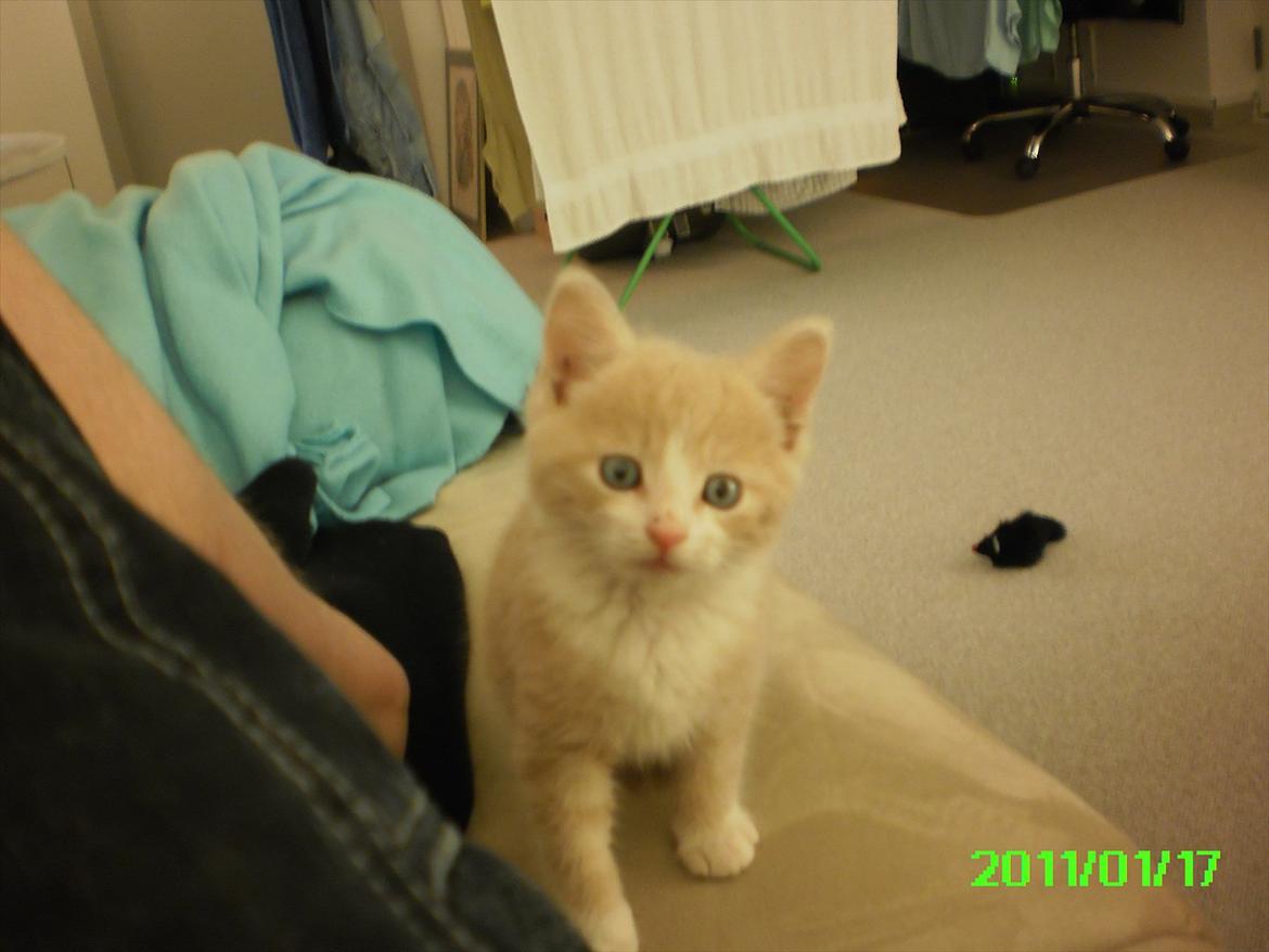 Huskat Felix billede 12