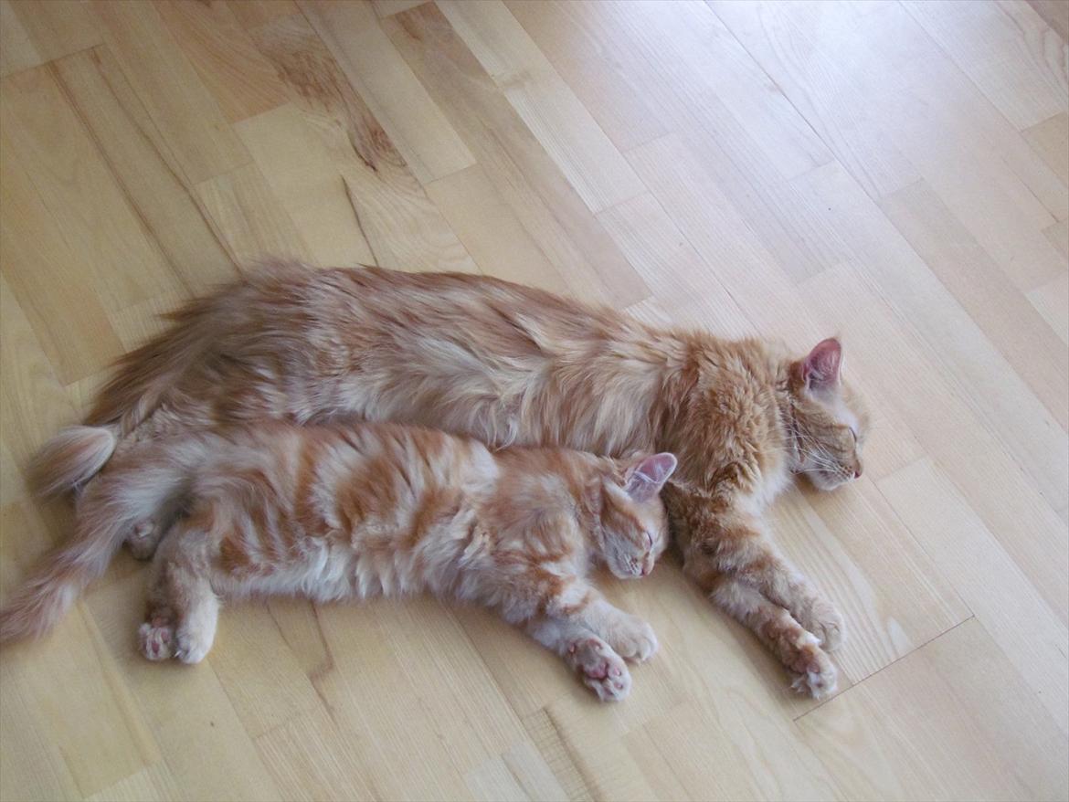 Maine Coon Simba - Han er jo næsten lige så stor som sin mor der! Og kun 12 uger! o: Foto: Emma Kloster (mig) billede 2