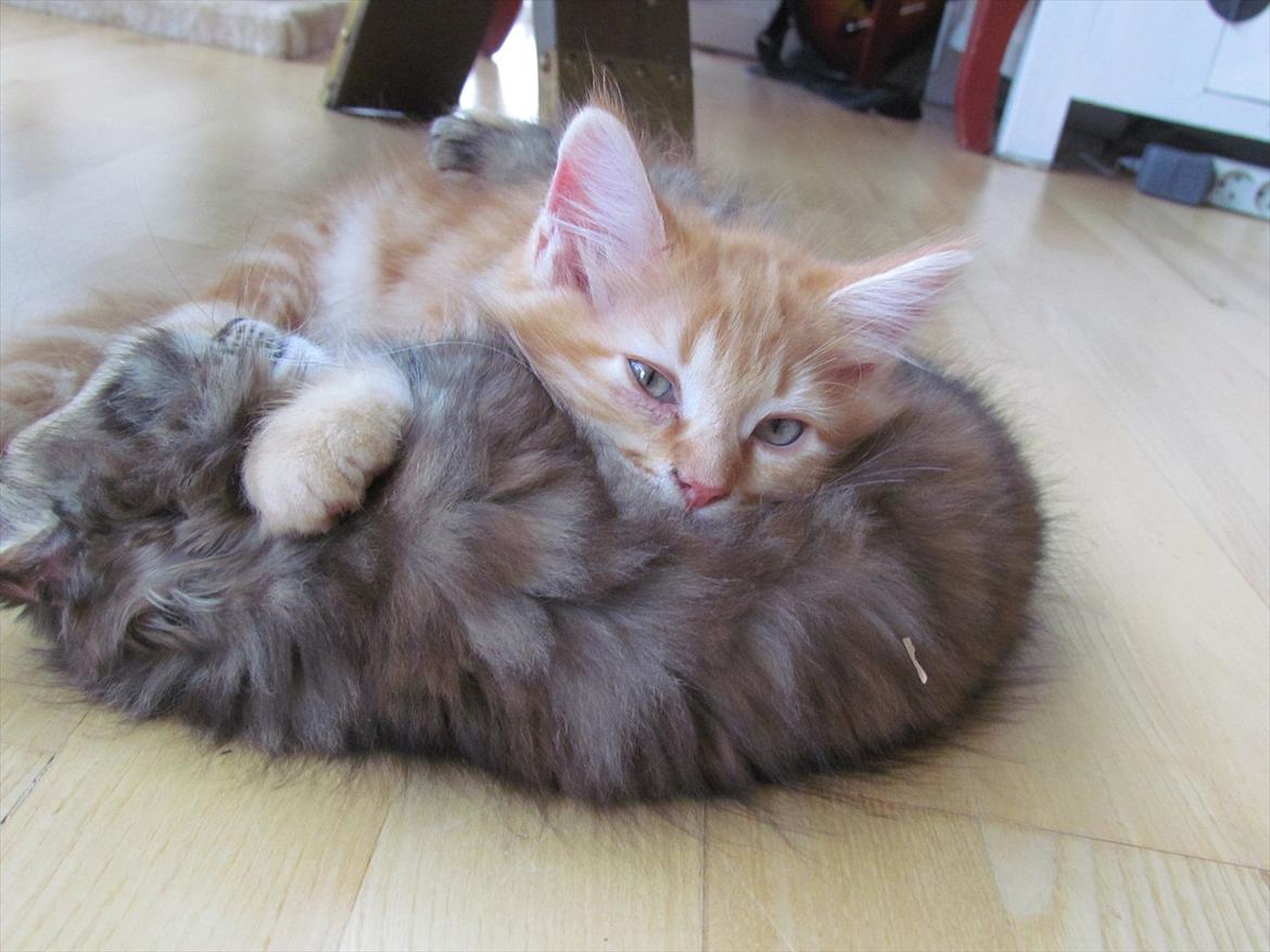 Maine Coon Simba - Nurh! Putte med søster Bailey <3 Foto: Emma Kloster (mig)  billede 14
