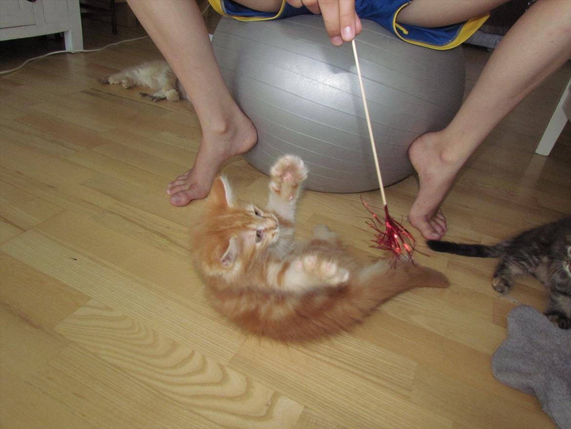 Maine Coon Simba - Attack! Foto: Emma Kloster (mig)  billede 15