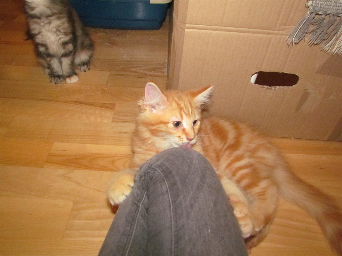 Maine Coon Simba - Mit knæ smager vist godt? ^^ Foto: Emma Kloster (mig)  billede 16