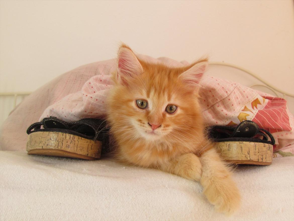 Maine Coon Simba billede 17