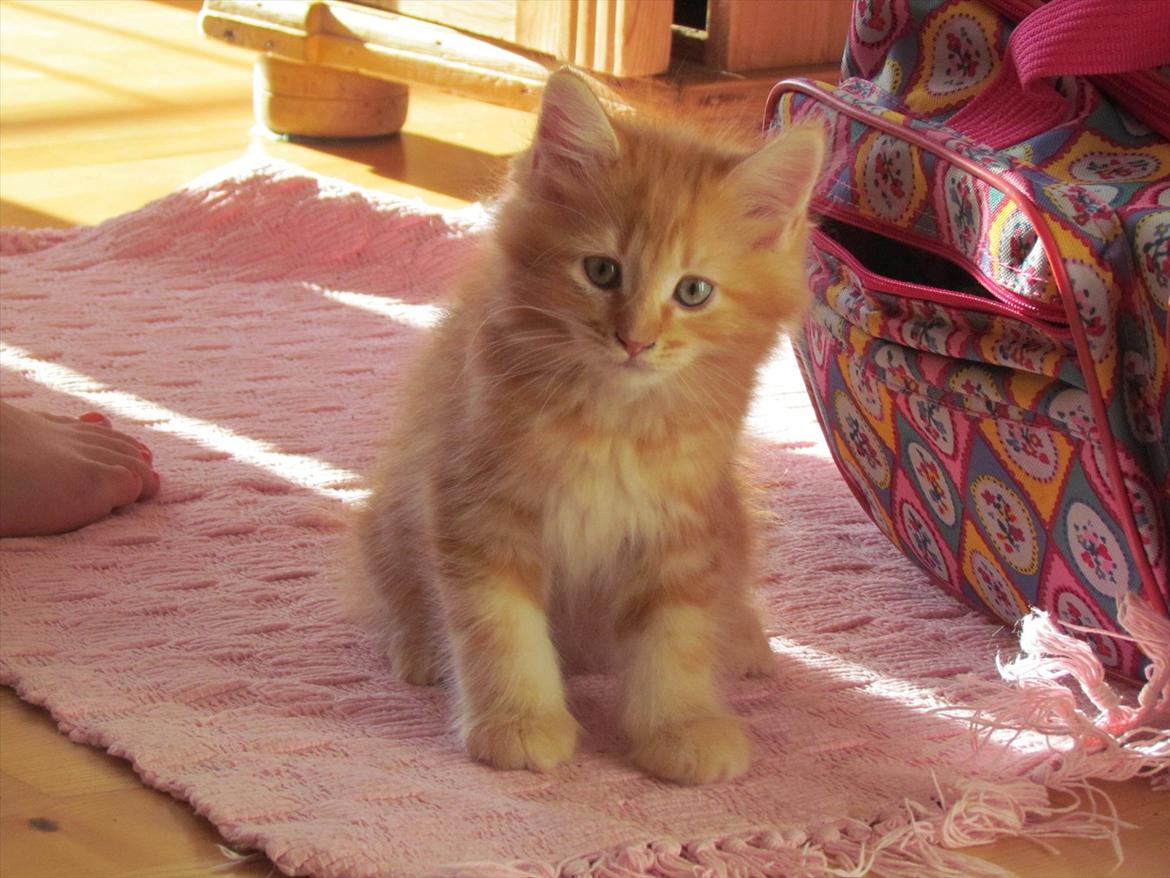 Maine Coon Simba billede 9