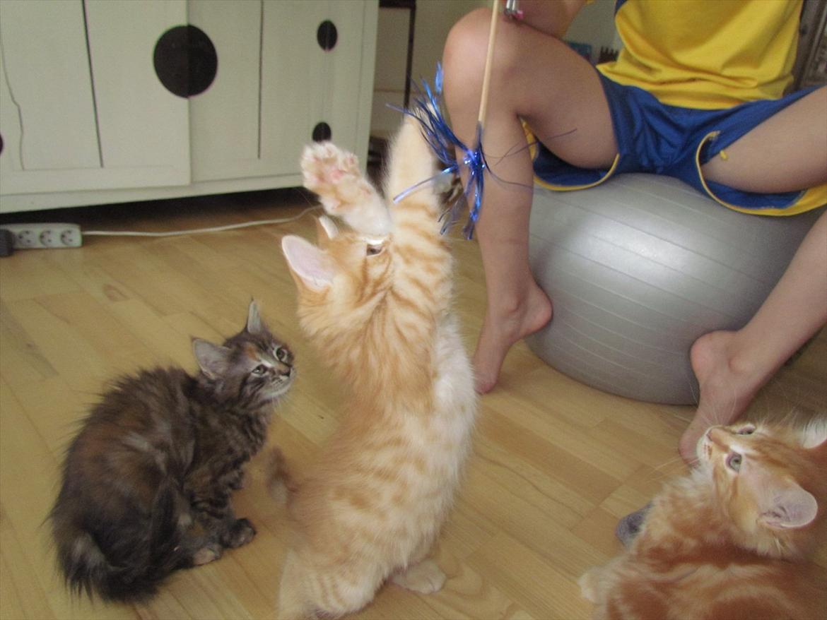 Maine Coon Spaghetti - Farlige mistat! :3 Foto: Emma Kloster (mig)  billede 19