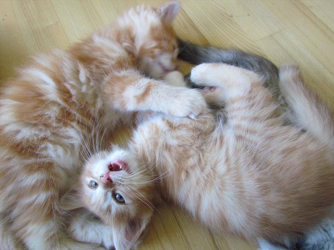 Maine Coon Spaghetti - Raaw! Foto: Emma Kloster (mig)  billede 12