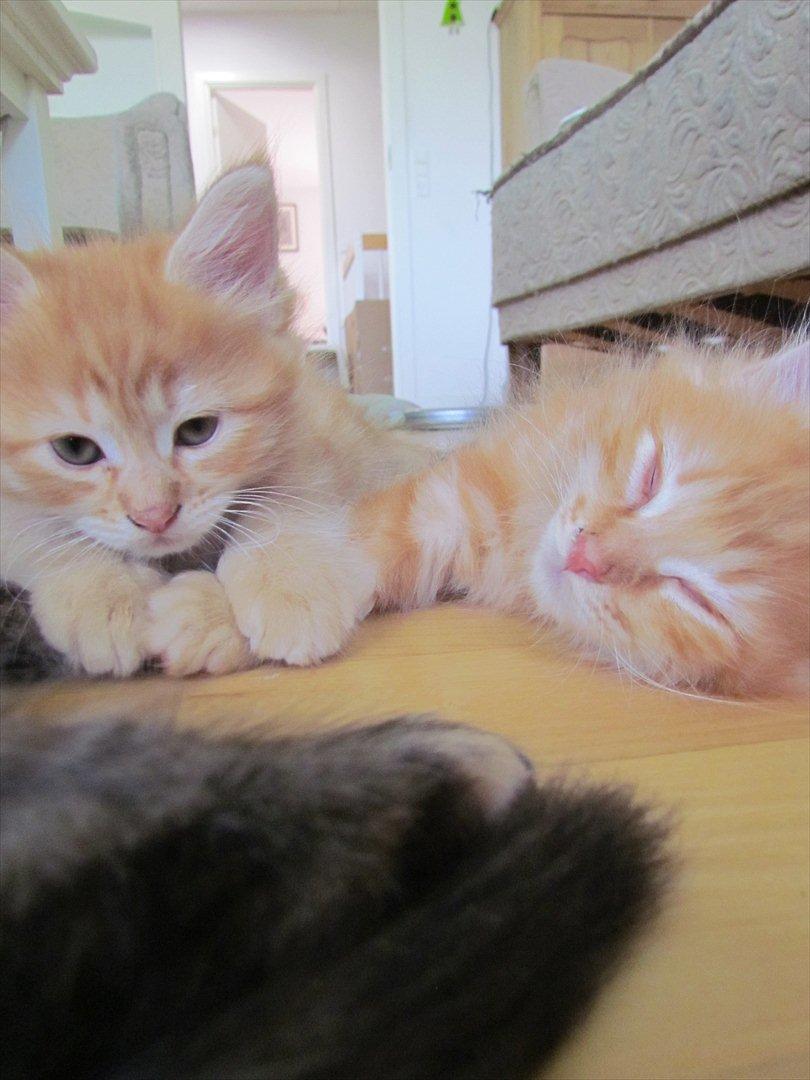 Maine Coon Spaghetti billede 1