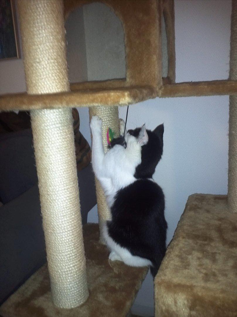 Huskat Sunshine - Mit nye kradsetræ er bare super :D  billede 18