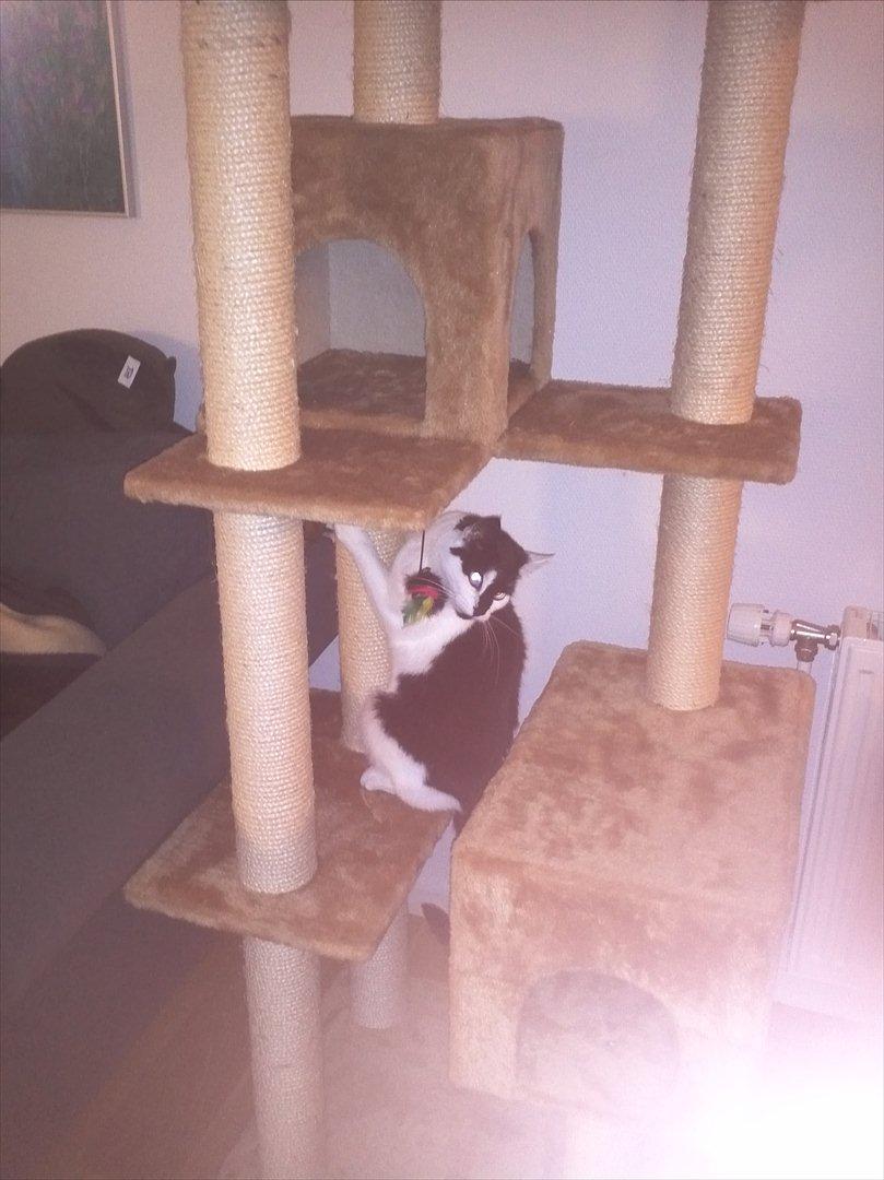 Huskat Sunshine - Hvad? den vil ikke stå stille  billede 19