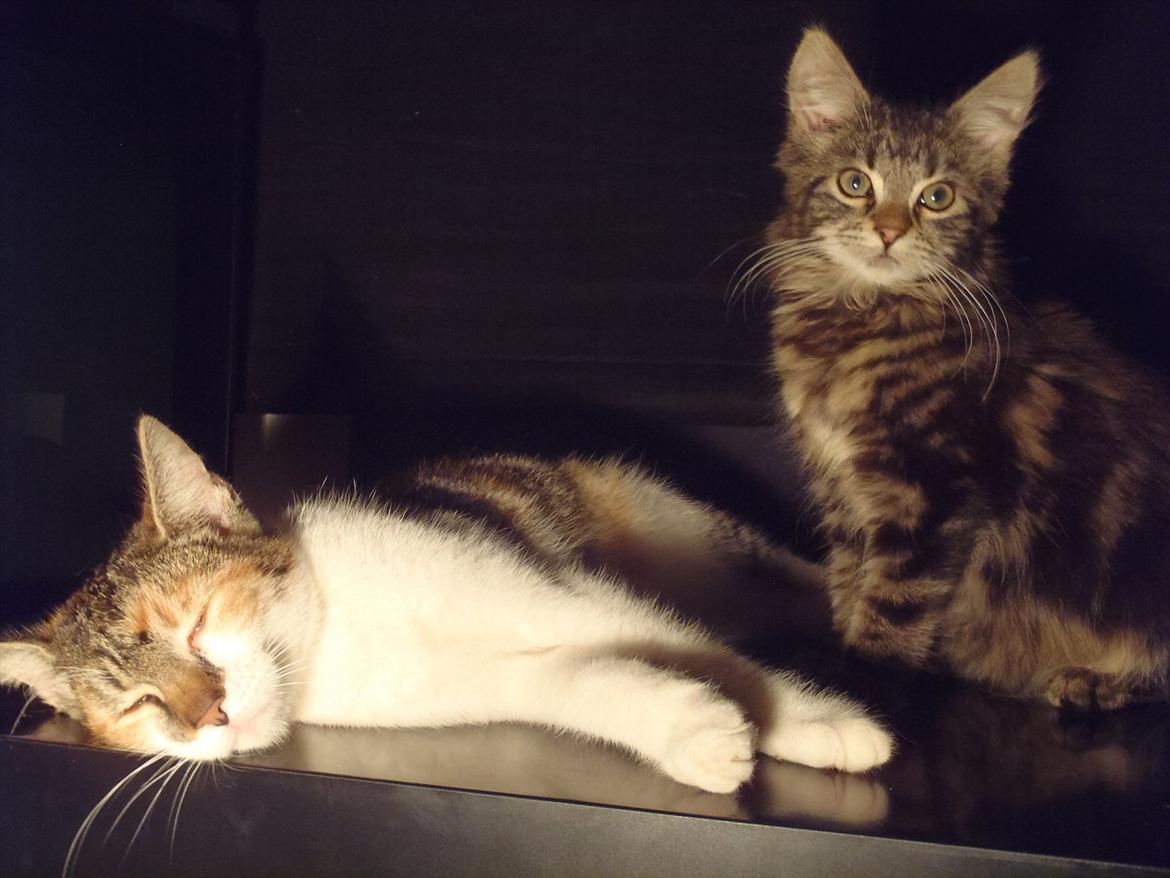 Blanding af racer Fnug billede 9