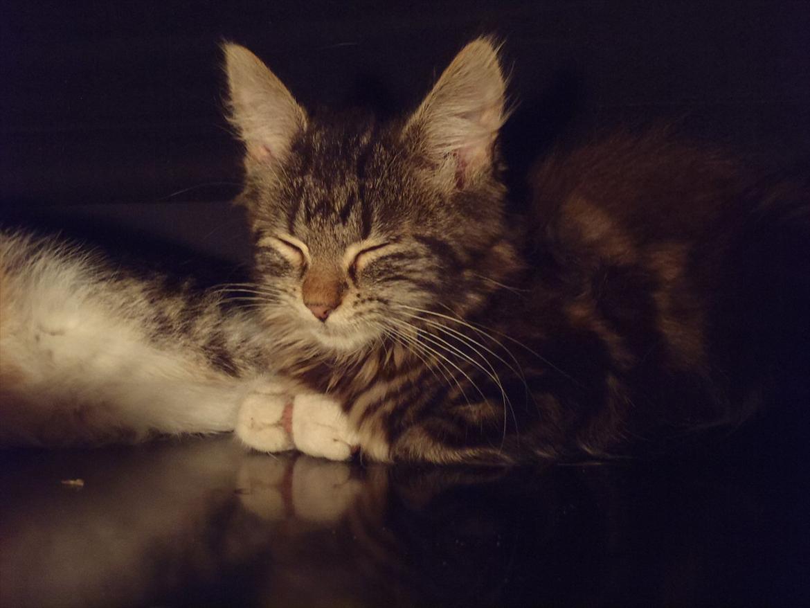 Blanding af racer Fnug billede 10