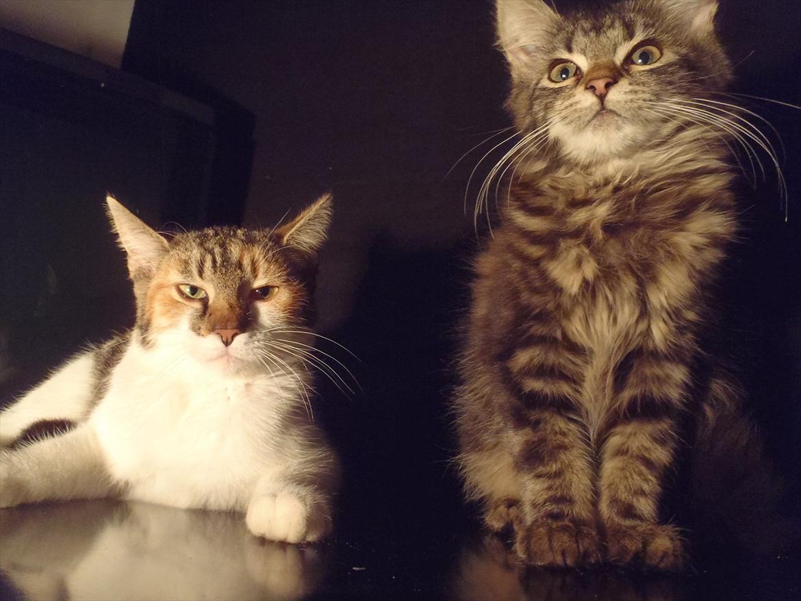 Blanding af racer Flicka billede 2