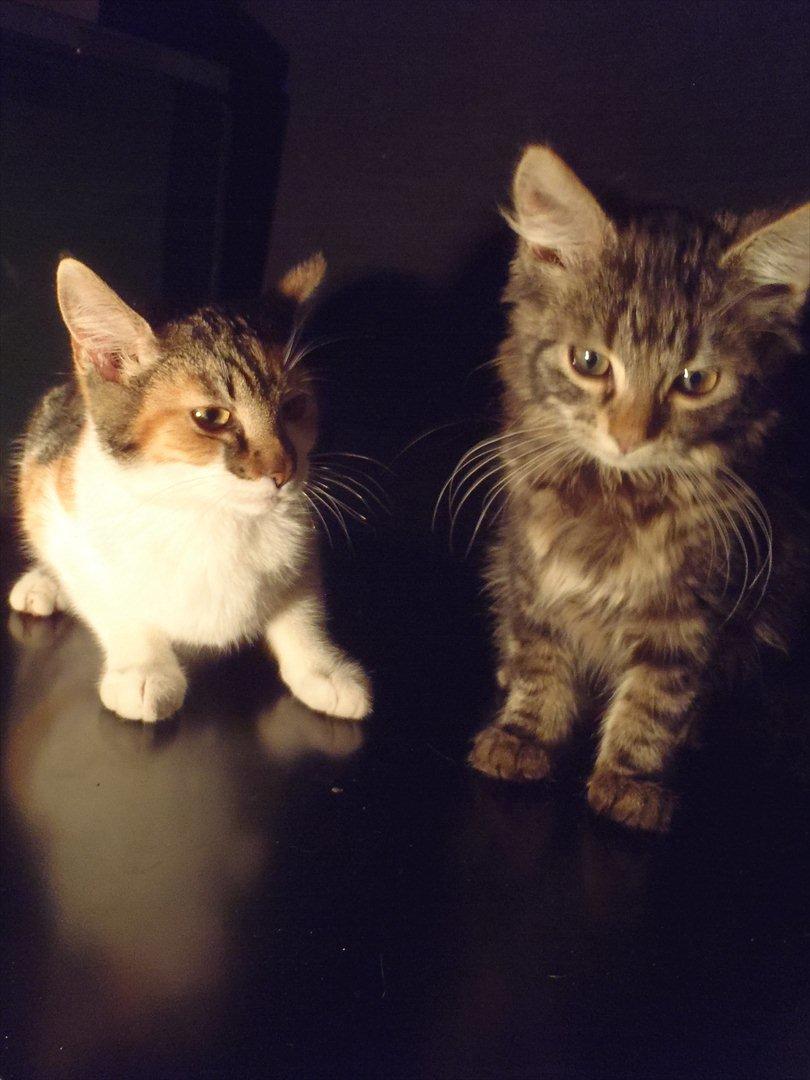 Blanding af racer Flicka billede 3