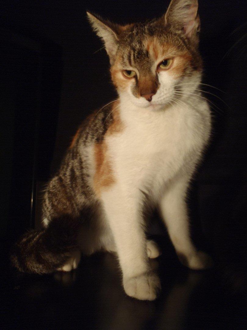 Blanding af racer Flicka billede 4