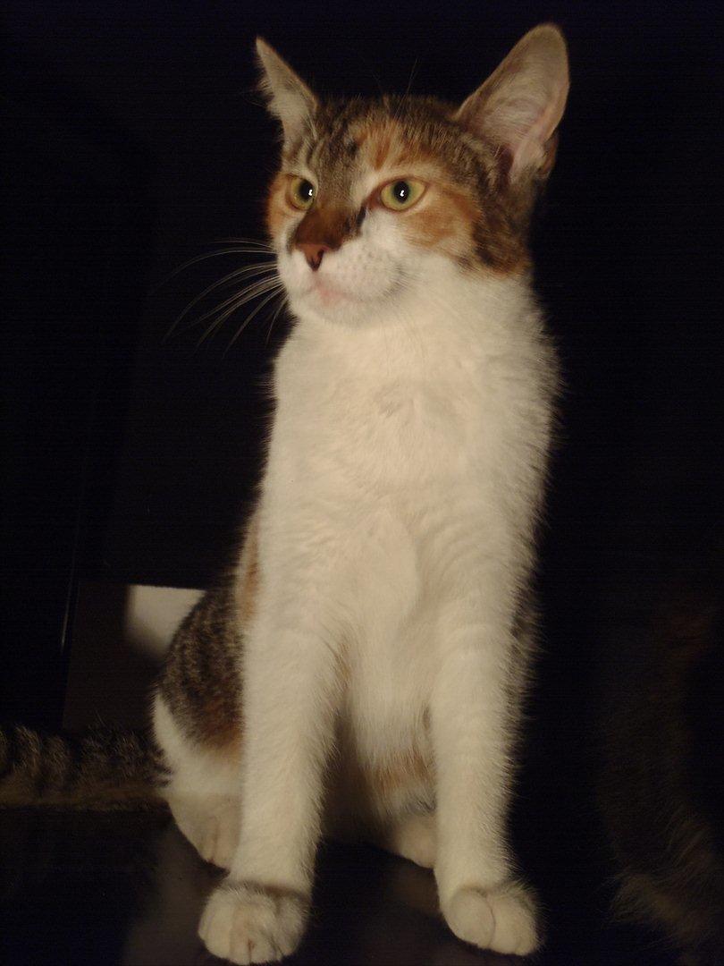 Blanding af racer Flicka billede 6