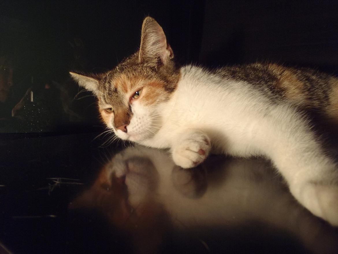 Blanding af racer Flicka billede 7