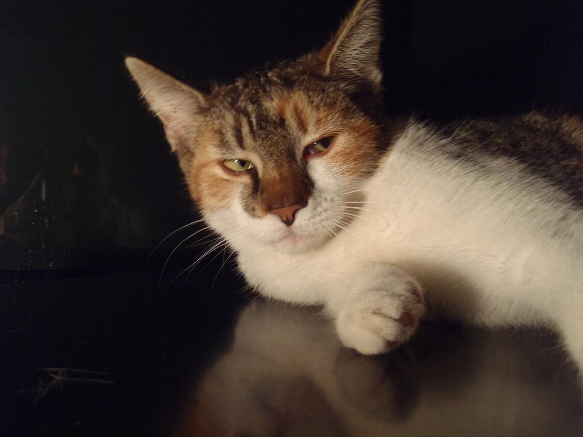 Blanding af racer Flicka billede 8