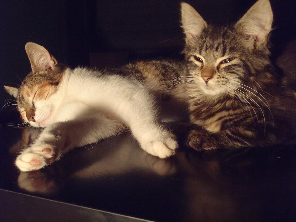 Blanding af racer Flicka billede 9