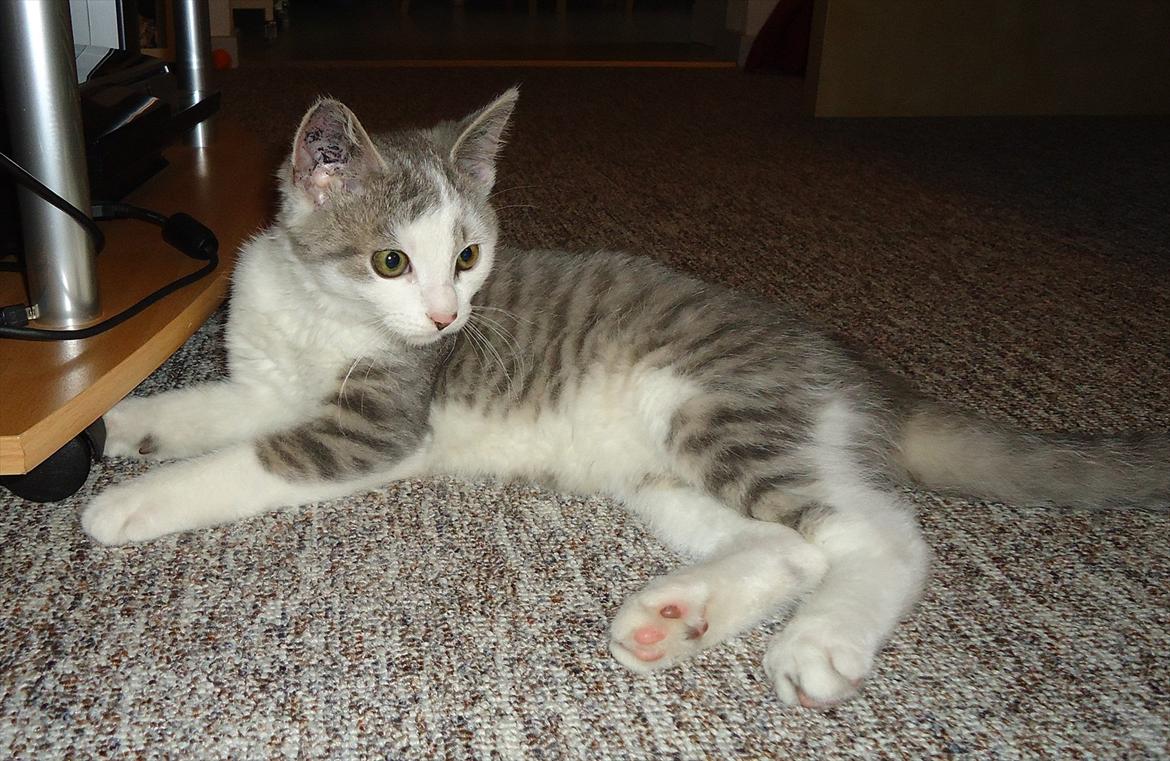 Huskat Chino (døde i november 2012) - Chino lige da jeg fik ham billede 6