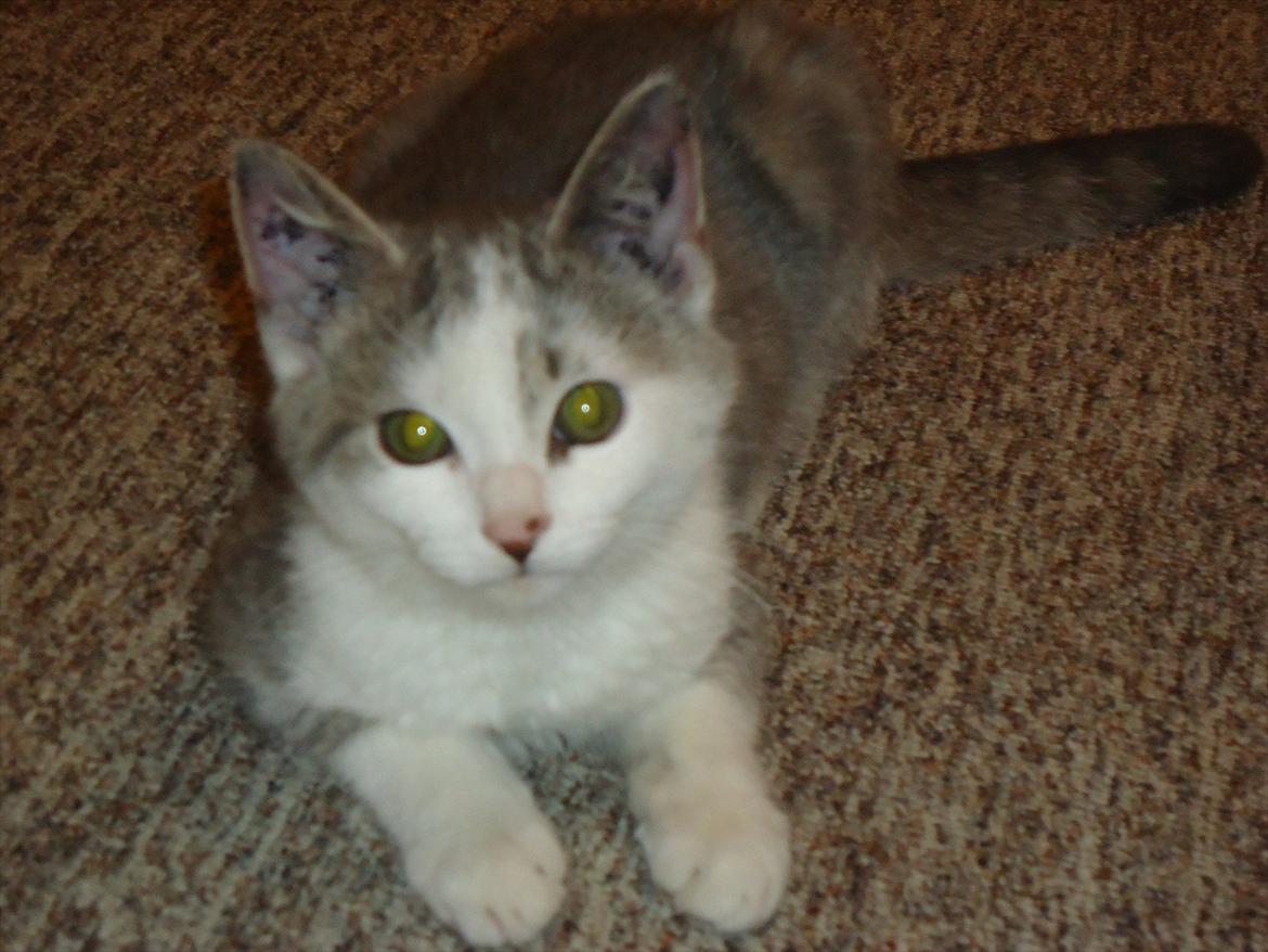 Huskat Chino (døde i november 2012) - Chino lige da jeg fik ham billede 4